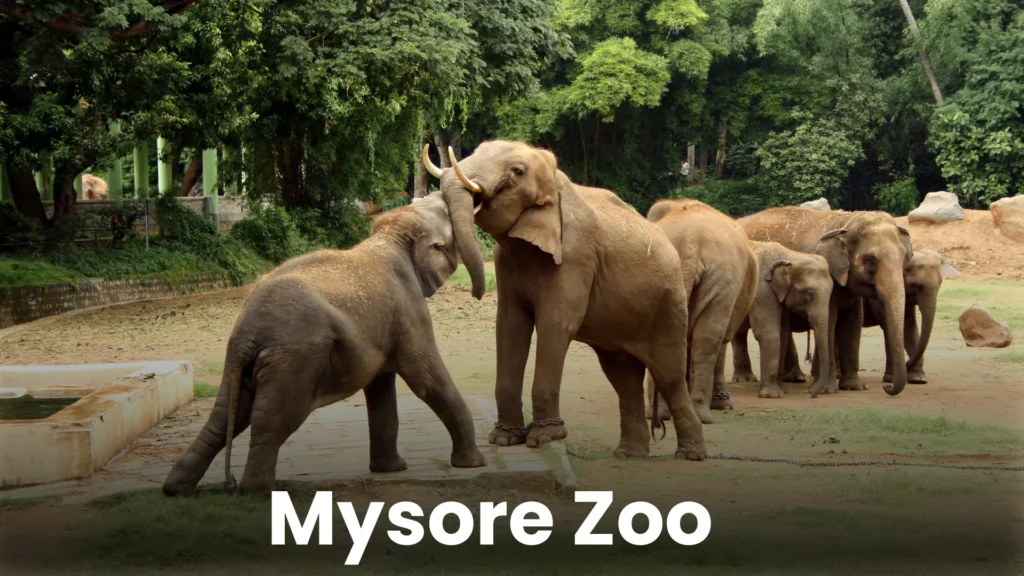 Mysore TD 4
